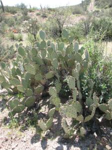 the arizona desert s queen valley, Larry says Everything here can hurt you Including this prickly cactus