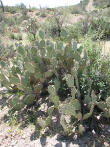 the arizona desert s queen valley, Larry says Everything here can hurt you Including this prickly cactus