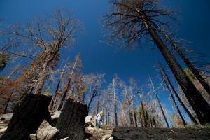 yamaha working to keep trails open, Yamaha employees and family members have planted over 3 400 seedlings over the past two years in an effort to help repair the burn areas located in the SBNF