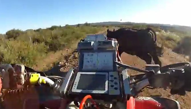 ATV Vs. Cow – Video