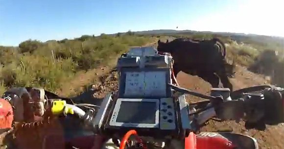 atv vs cow video, ATV Cow Crash