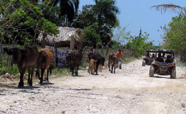 atv trails off road riding in the dominican republic, Dominican Republic Cows