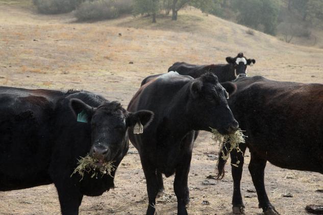 california winery adventure aboard the kawasaki mule pro fxt, Margarita Vineyard Cows