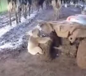 Ferocious Koala Chases Down ATV Rider + Video