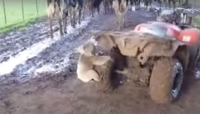 ferocious koala chases down atv rider video