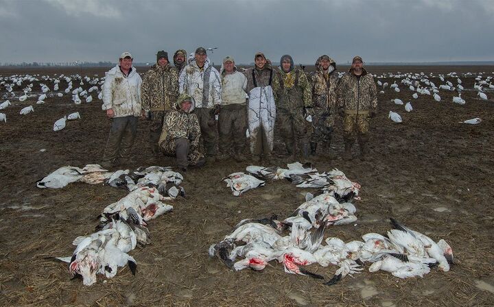 snow goose hunting with a yamaha viking vi, Snow Goose Bounty