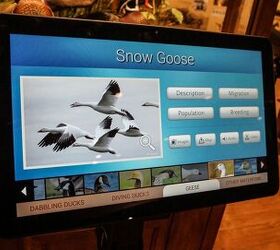 snow goose hunting with a yamaha viking vi, Snow Goose Info