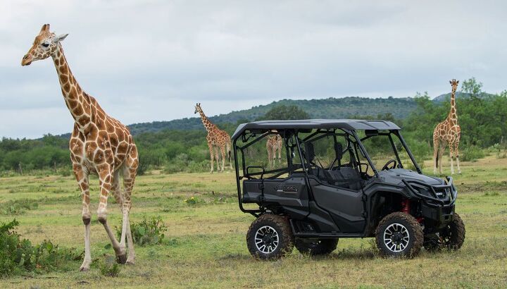 hog hunting adventure with the honda pioneer 1000 5 le, Honda Pioneer 1000 5 LE Giraffe