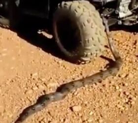 Always Avoid Snakes That Are Longer Than Your ATV + Video