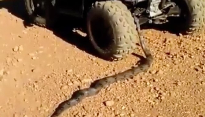 always avoid snakes that are longer than your atv video