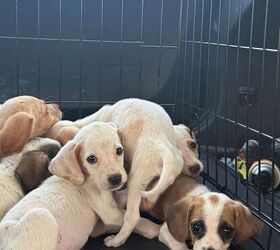 Woman on Kentucky ATV Trail Rescues 10 Puppies Abandoned in Woods
